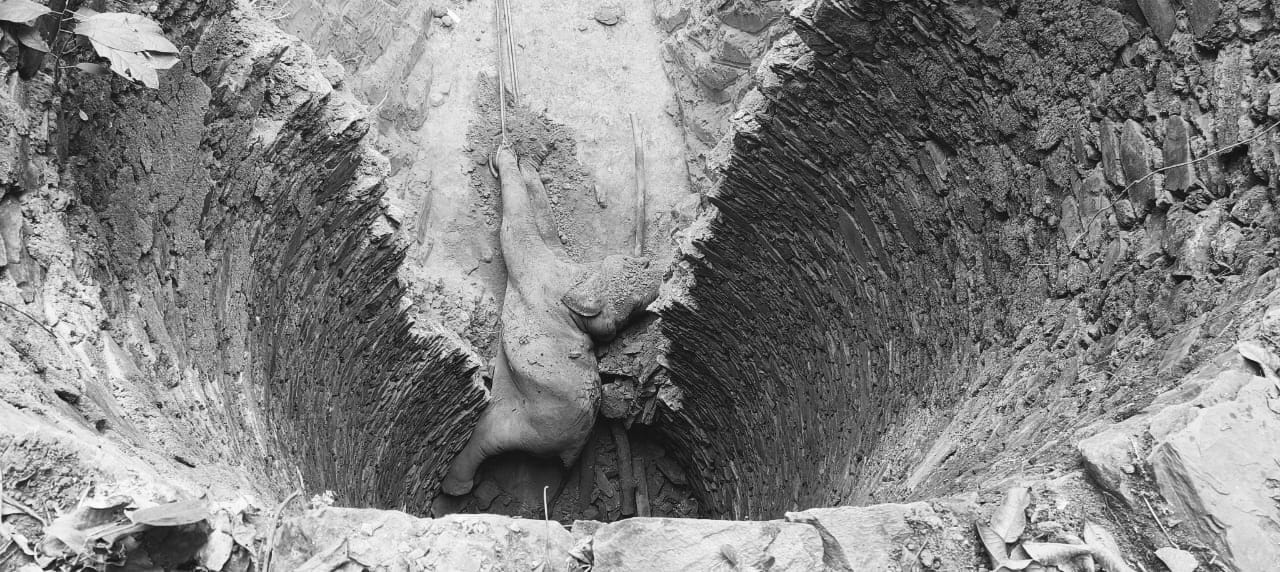  Tragic death of a female elephant in a well