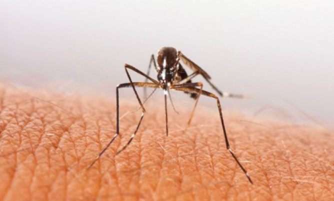  Rising dengue cases cause of worry at the onset of monsoon in West Bengal