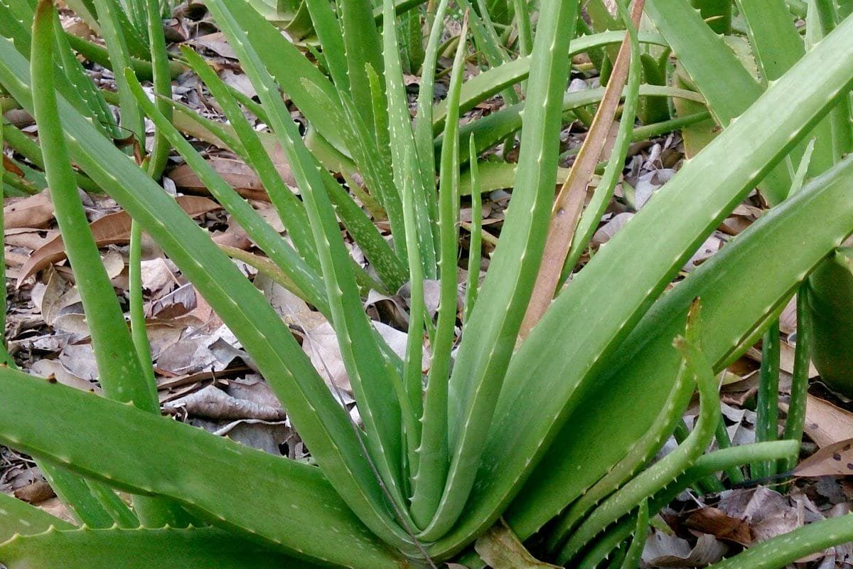  Unlock the Power of Aloe Vera: Nature’s Miracle Plant for Health and Wellness