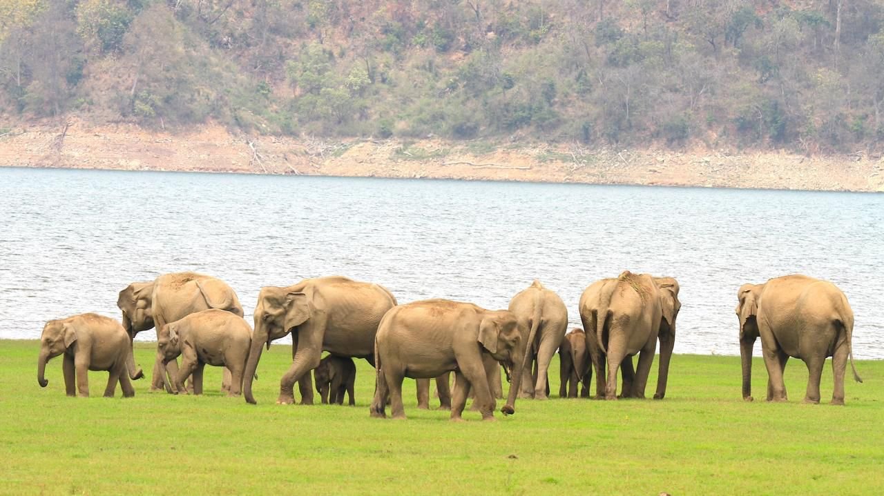  PM Modi Stresses Importance of Elephant Conservation on World Elephant Day