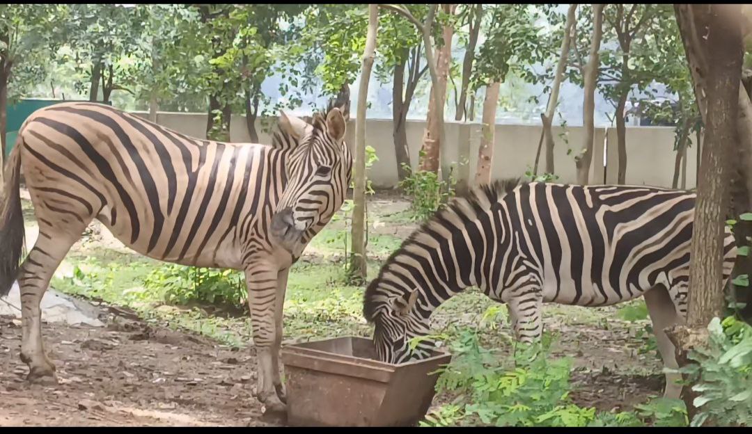  New Attraction for Visitors at Tata Steel Zoological Park