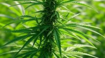 Khunti Police Seize Rs 1.65 Crore Worth Opium Husk, Arrest 5 Criminals Including PLFI Naxalite