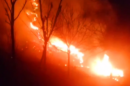 Quick Response Stops Forest Fire in Anantnag